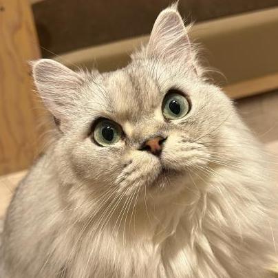 みずき